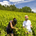 Dans les vignes Massingy (533x800)
