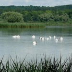 Marcenay le Lac et sa faune