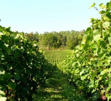 Le Châtillonnais est la terre d’excellence du Crémant de Bourgogne qui s’exprime ici en version originale.