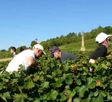 vignoble2