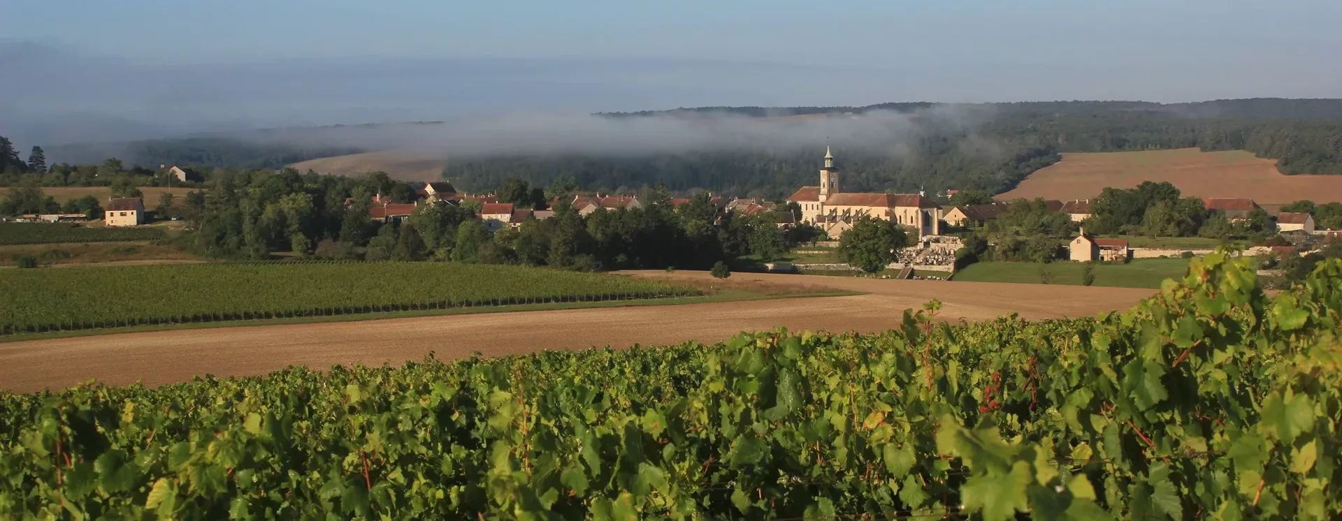 2021.09.17 - 1 - Vendanges vignoble Domaine Bruno Dangin Molesme raisin rosée soleil © Marie SALOMON - OT Châtillonnais (29)